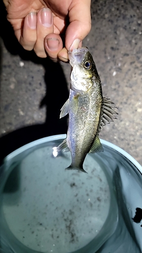 セイゴ（マルスズキ）の釣果