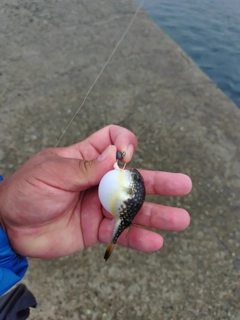 ショウサイフグの釣果