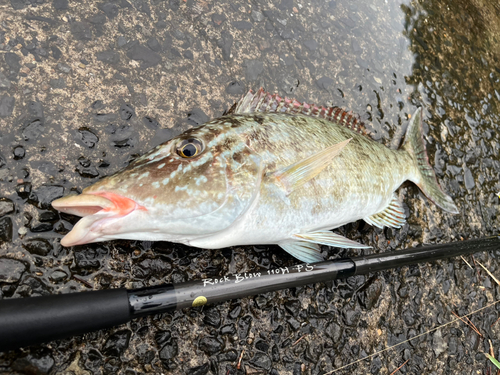 キツネフエフキの釣果