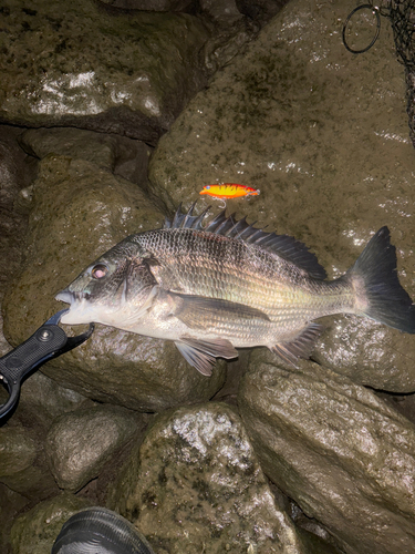 クロダイの釣果