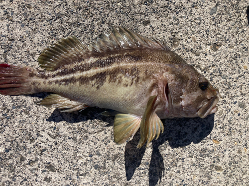 シマゾイの釣果