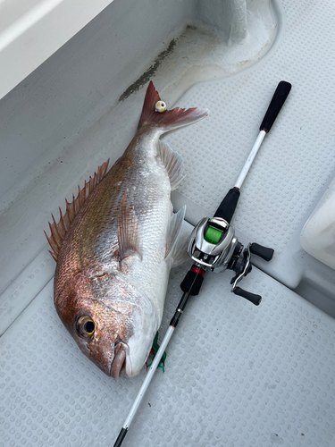 マダイの釣果