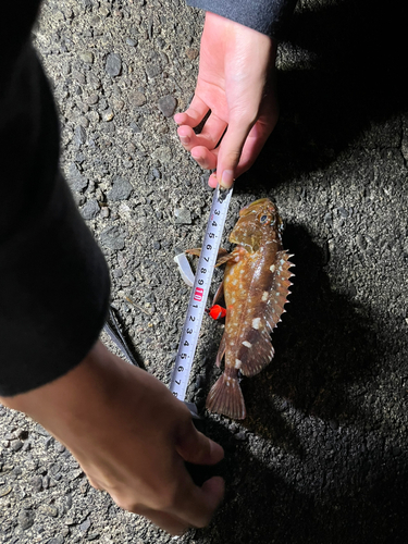 カサゴの釣果