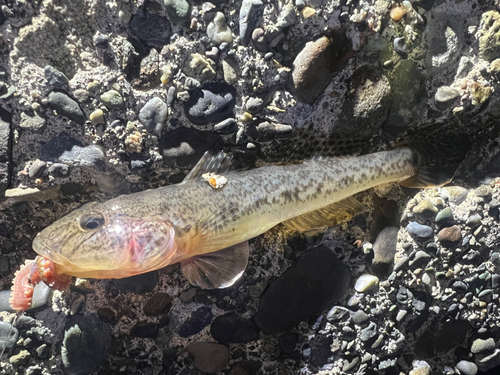 マハゼの釣果