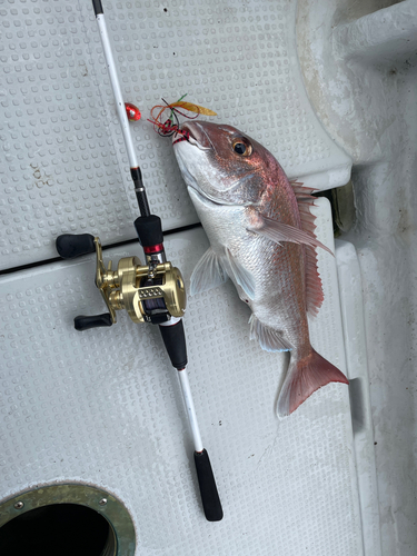 マダイの釣果