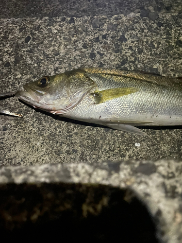 セイゴ（マルスズキ）の釣果