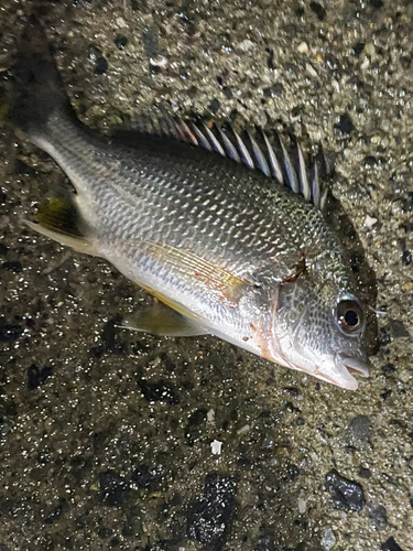 チヌの釣果