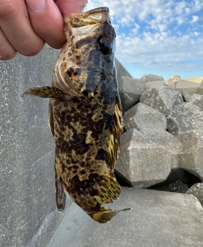 タケノコメバルの釣果