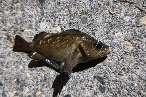 エゾメバルの釣果