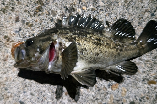 クロソイの釣果