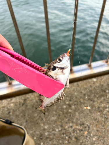 アイゴの釣果