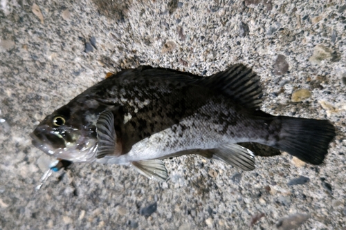 クロソイの釣果