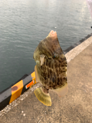 カワハギの釣果