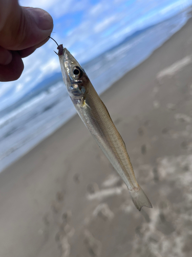 キスの釣果