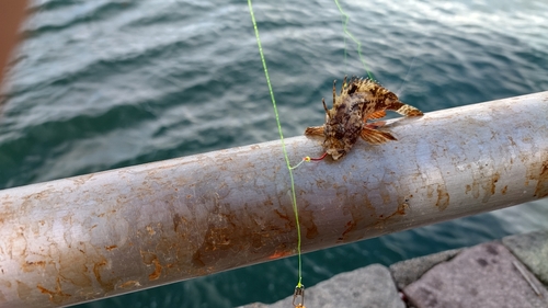 ハオコゼの釣果