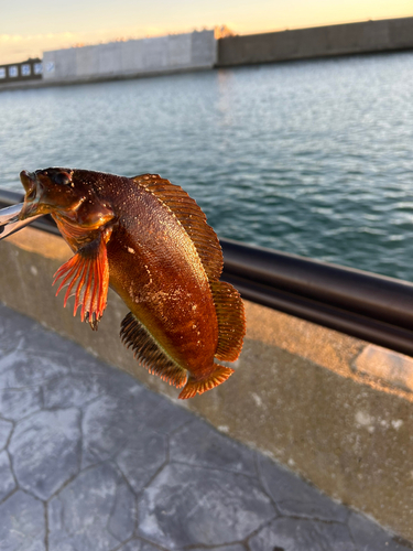 アイナメの釣果