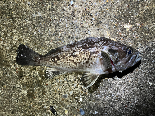 クロソイの釣果