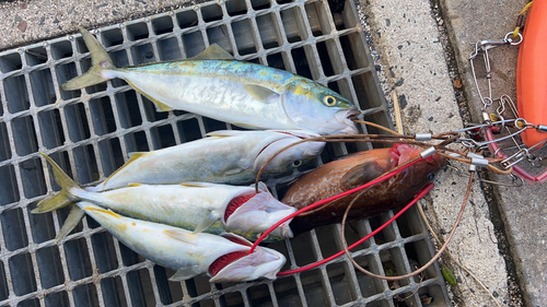 ワカナゴの釣果