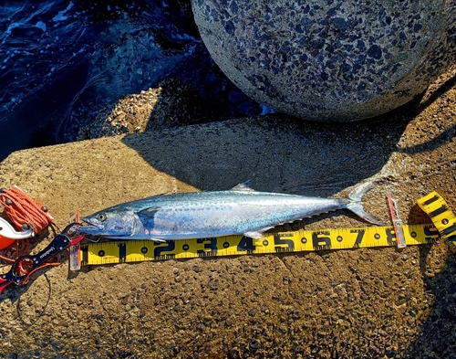 サゴシの釣果