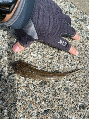 メゴチの釣果