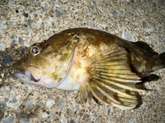 タケノコメバルの釣果