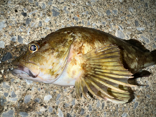 タケノコメバルの釣果