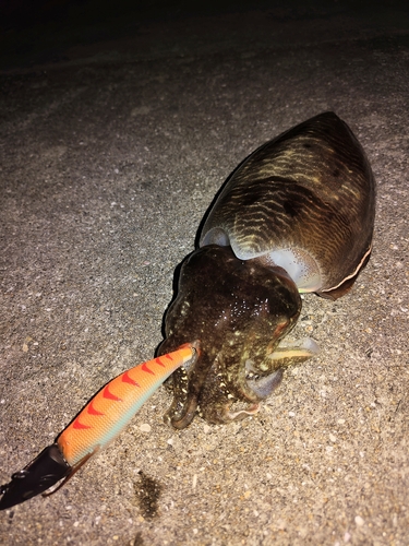 コウイカの釣果