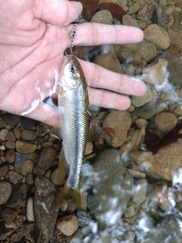 カワムツの釣果