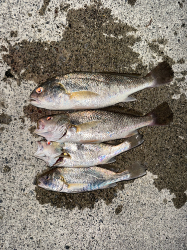 イシモチの釣果