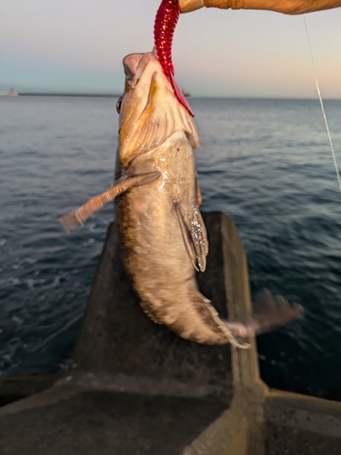 クロソイの釣果