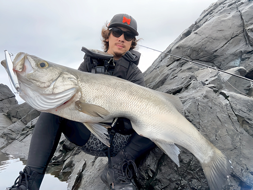 ヒラスズキの釣果