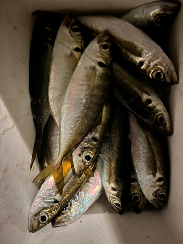 アジの釣果