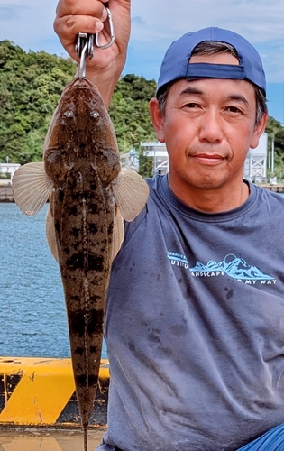 マゴチの釣果