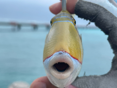 モンガラカワハギの釣果