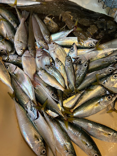 サバの釣果