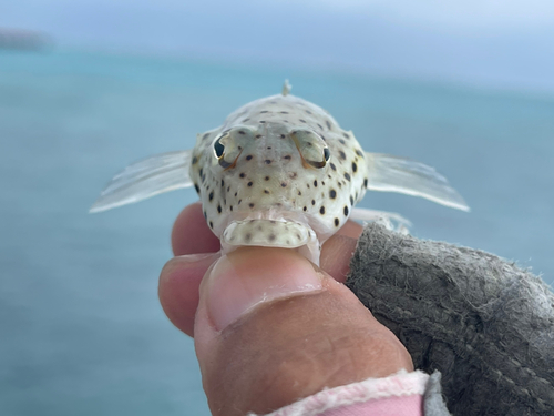 オグロトラギスの釣果