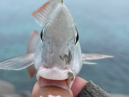 タテシマフエフキの釣果