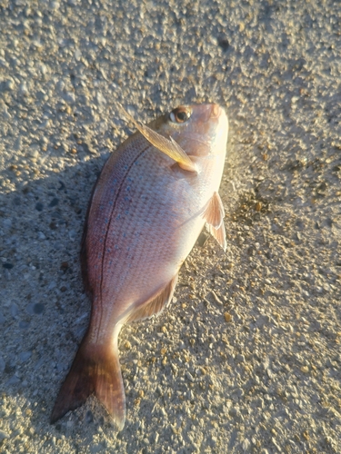 タイの釣果