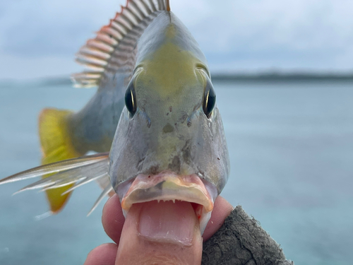 イソフエフキの釣果