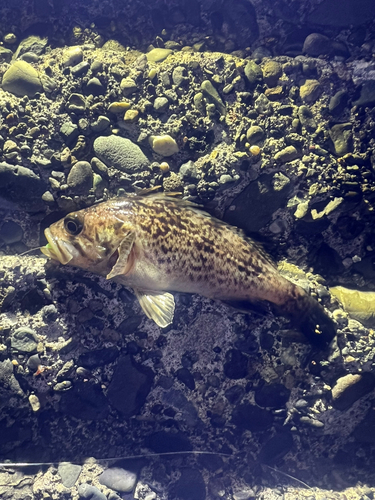 クロソイの釣果