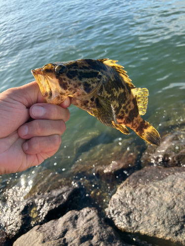 タケノコメバルの釣果