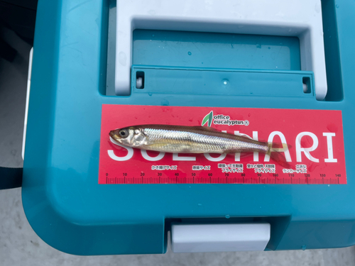 ワカサギの釣果