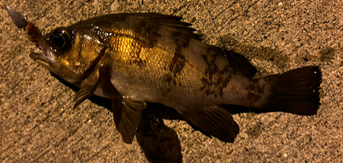 メバルの釣果