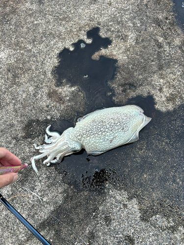 シリヤケイカの釣果