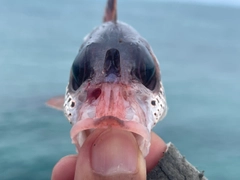 ウケグチイットウダイの釣果