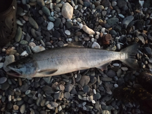 サケの釣果