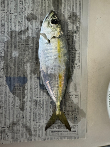 マアジの釣果