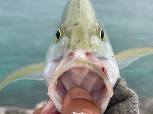 カスミアジの釣果