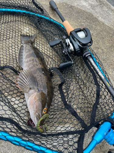 アイナメの釣果