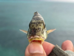 ムネアカクチビの釣果